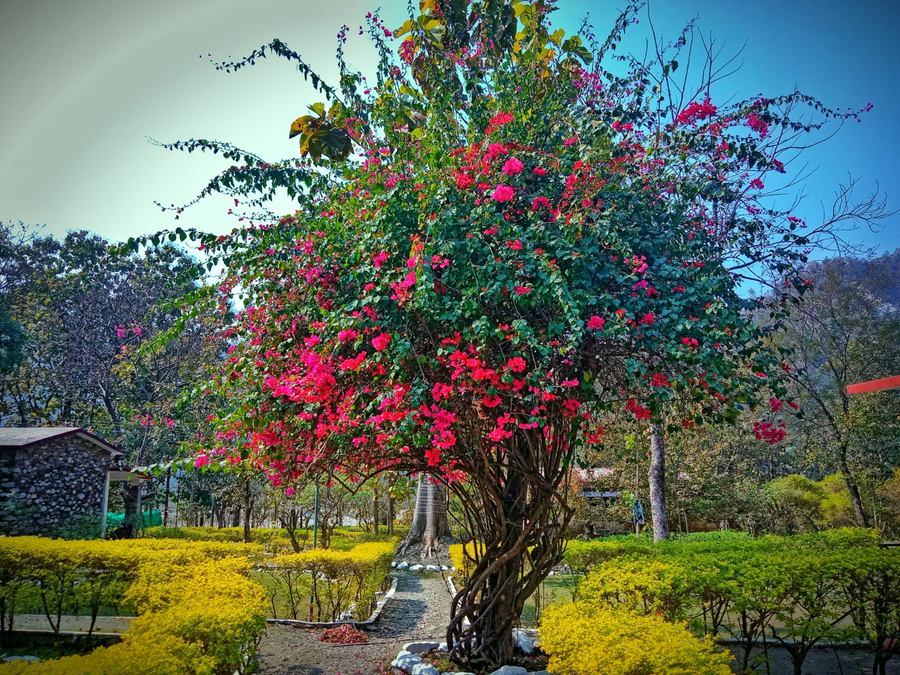 the harikanta corbett resort