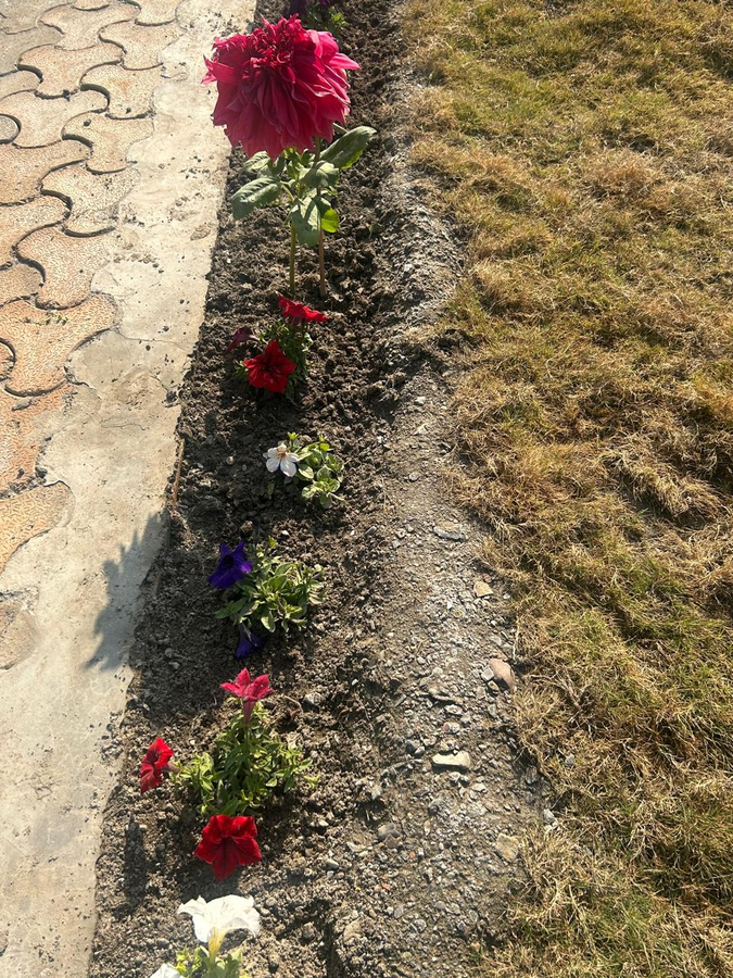 the jj corbett bliss