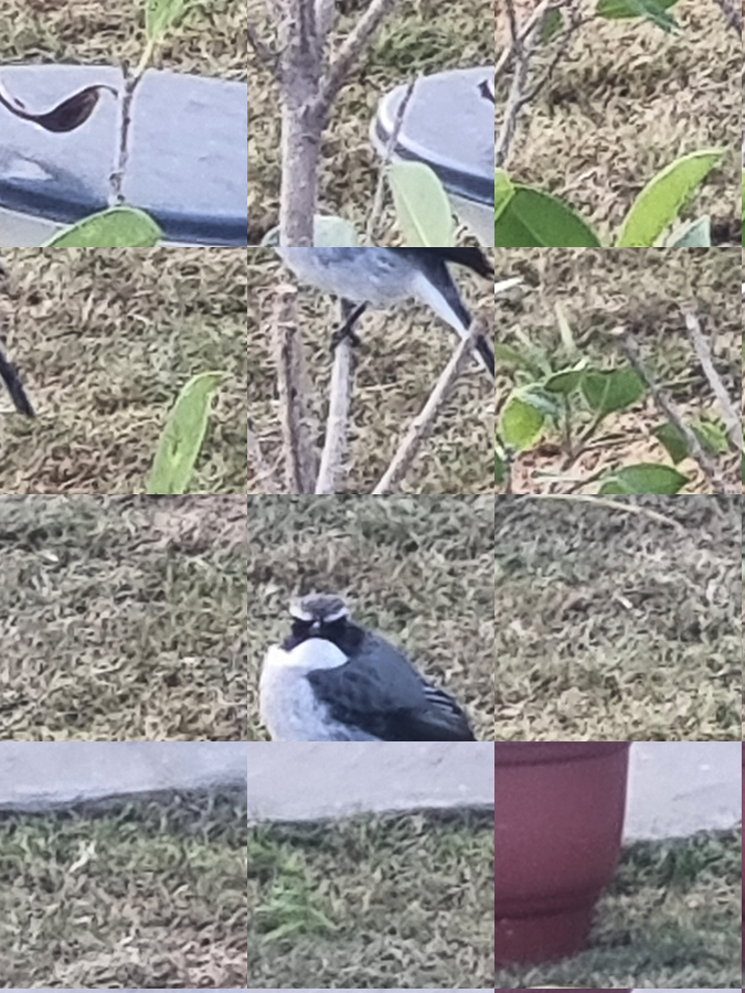 the jj corbett bliss