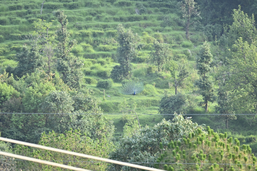 the wild planet treehouses and cottages