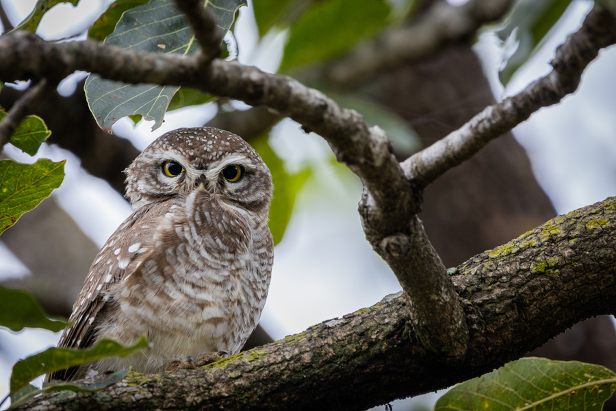 the forest chapter by sayaji madhai