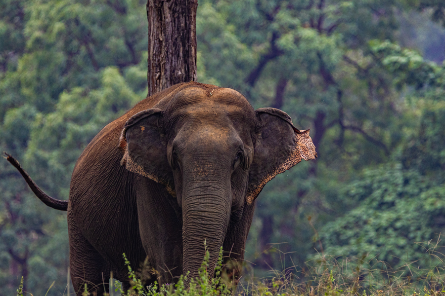 the forest chapter by sayaji madhai