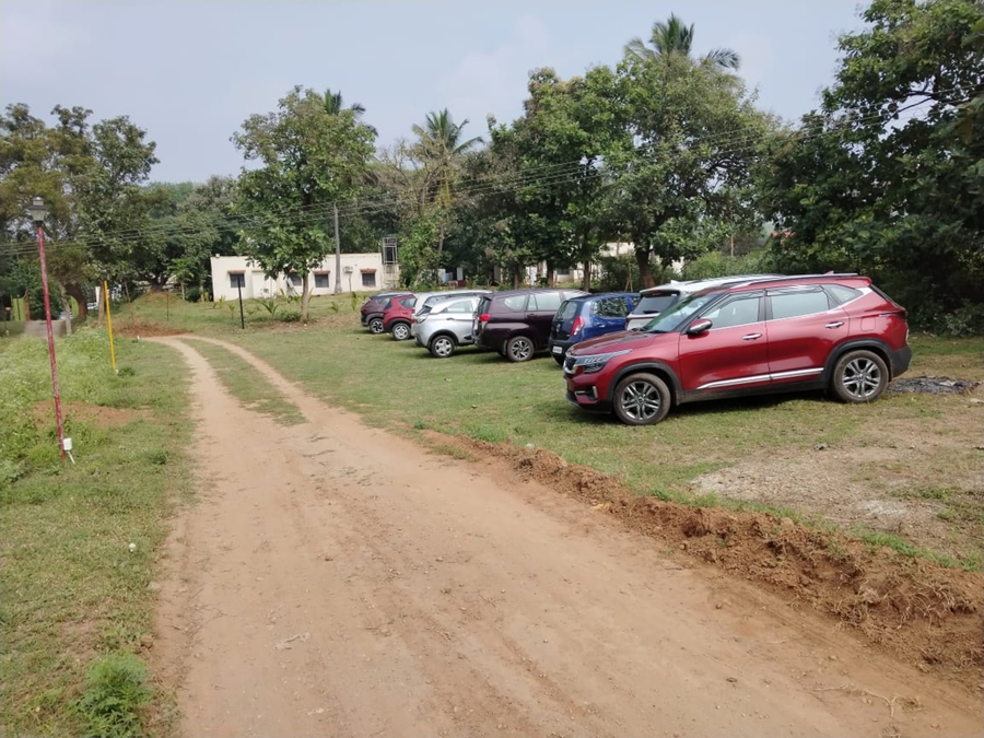 the whistling pine woods