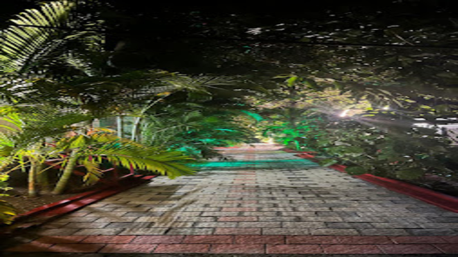 the whistling pine woods