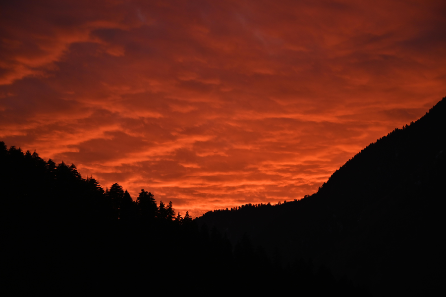 manali se your home in the pines