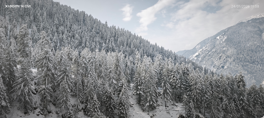 manali se your home in the pines