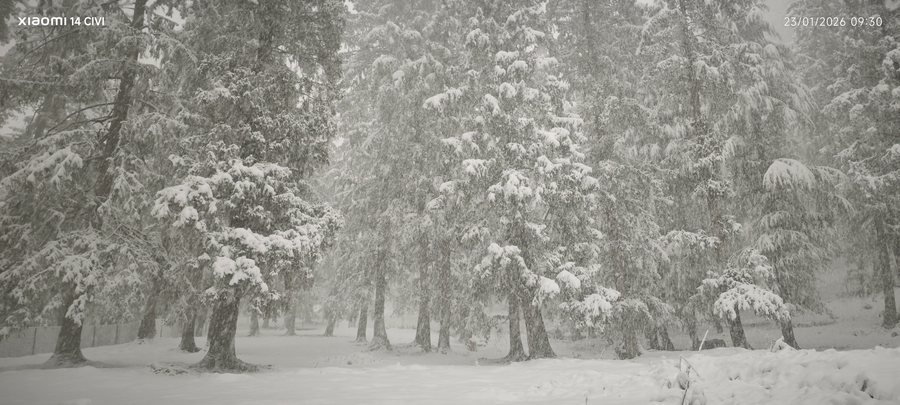manali se your home in the pines