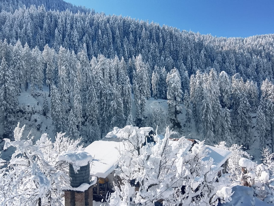 manali se your home in the pines