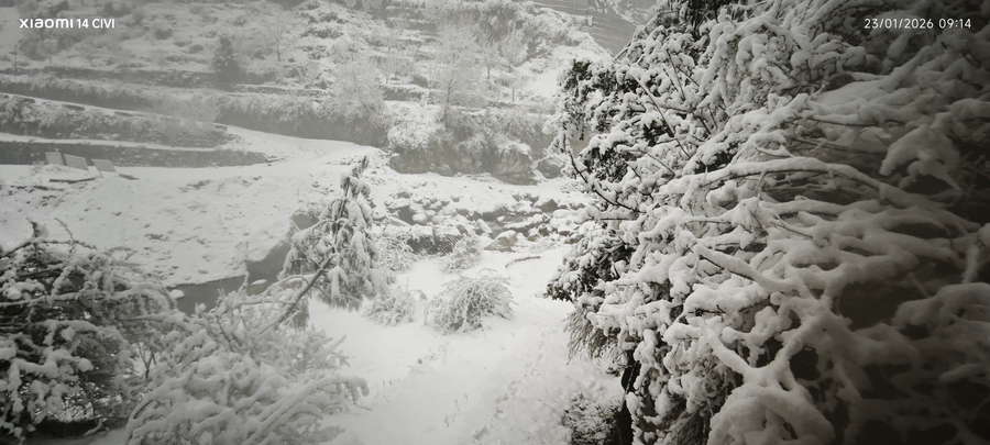 manali se your home in the pines