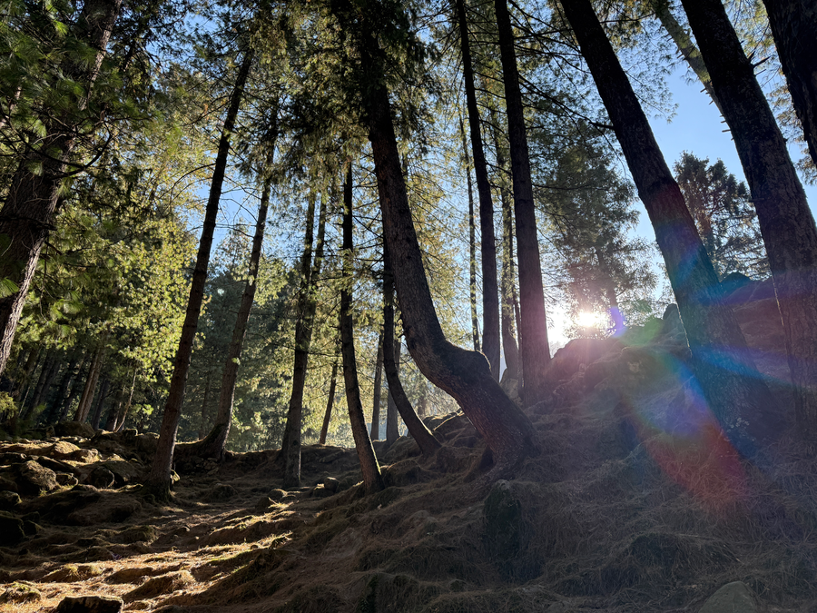 manali se your home in the pines