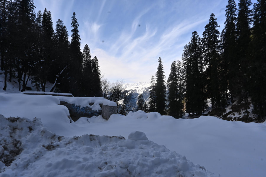 manali se your home in the pines