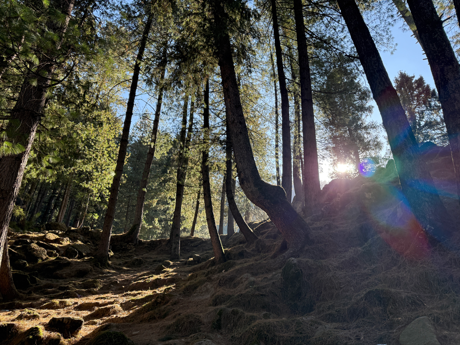 manali se your home in the pines