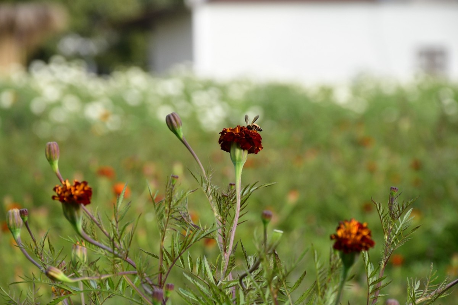 geeta bagh luxury farm stay with private pool villa in pushkar