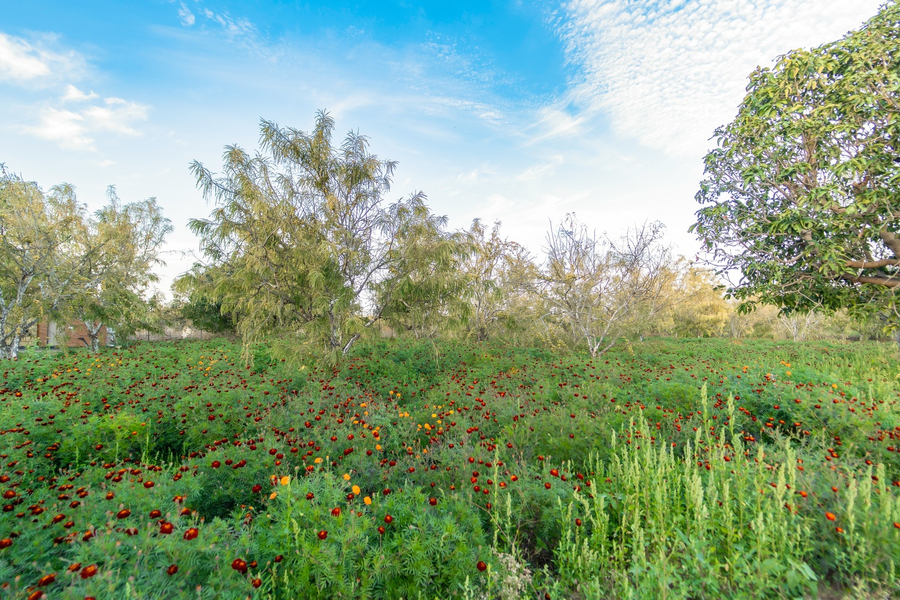 geeta bagh luxury farm stay with private pool villa in pushkar