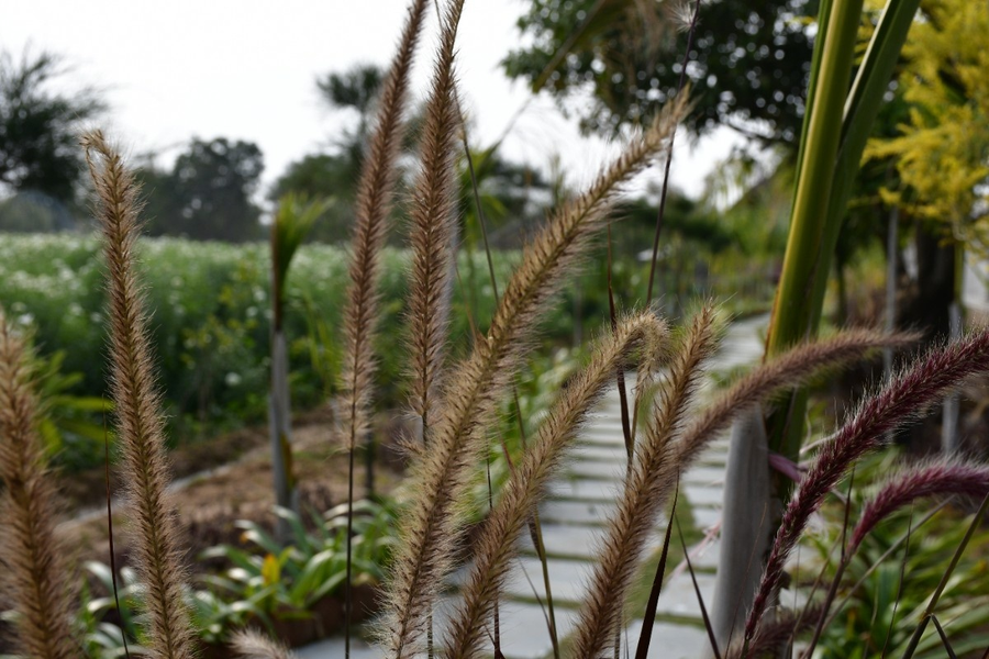 geeta bagh luxury farm stay with private pool villa in pushkar