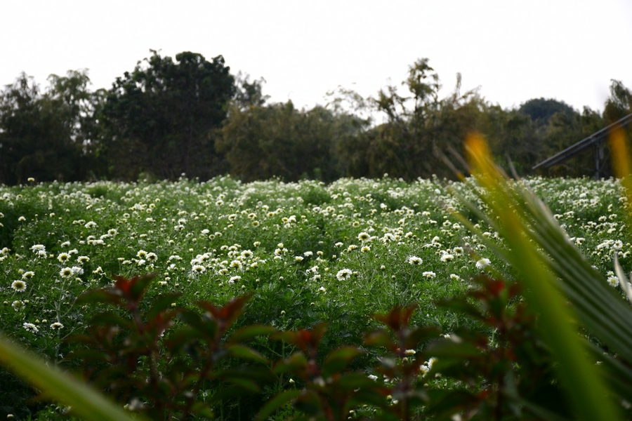 geeta bagh luxury farm stay with private pool villa in pushkar