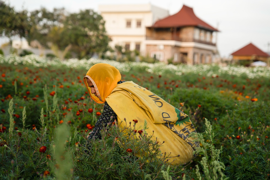 geeta bagh luxury farm stay with private pool villa in pushkar