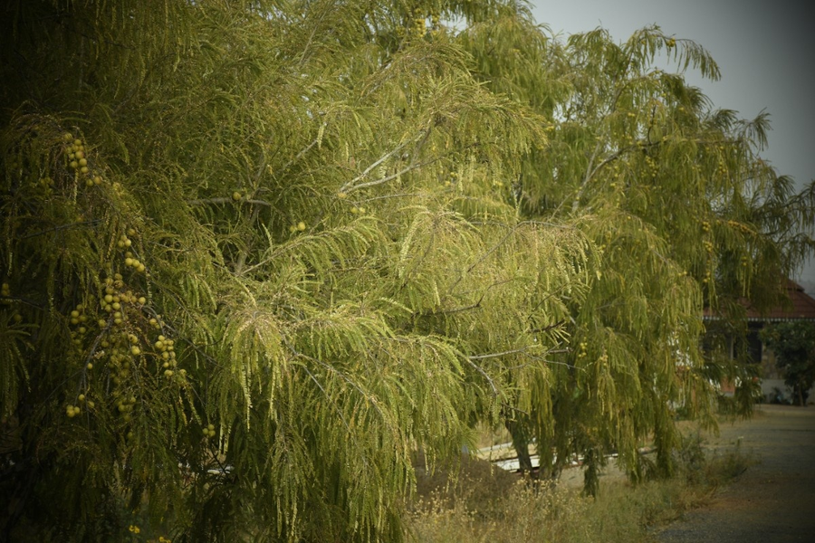 geeta bagh luxury farm stay with private pool villa in pushkar