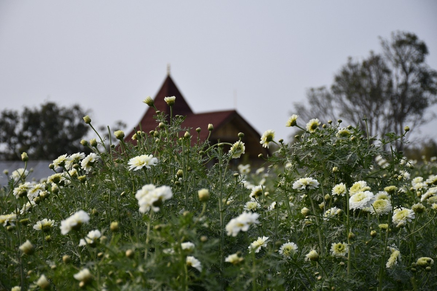 geeta bagh luxury farm stay with private pool villa in pushkar