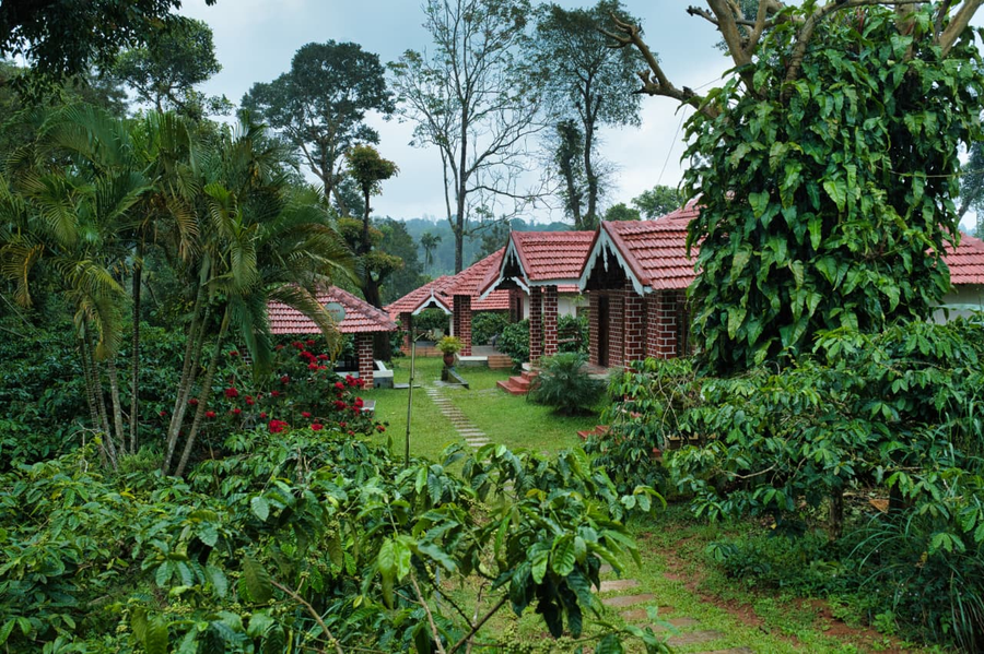 coffee county homestay