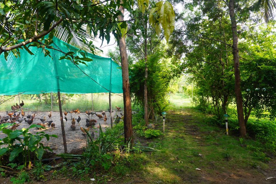 the savoy farm stay