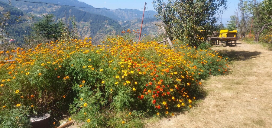 Apple Retreat Resort,Kufri,3 star