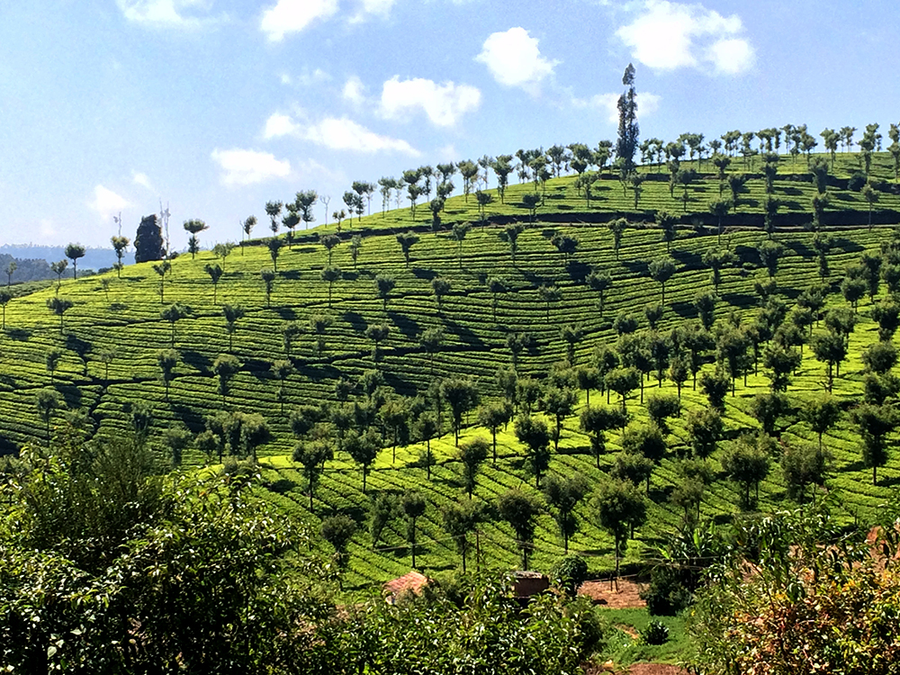 Oland Plantation Stays Coonoor,Coonoor Road,3 star