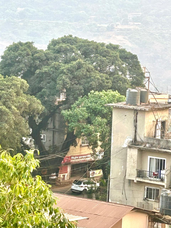 Breezy Cozzy,Metgutad,3 star