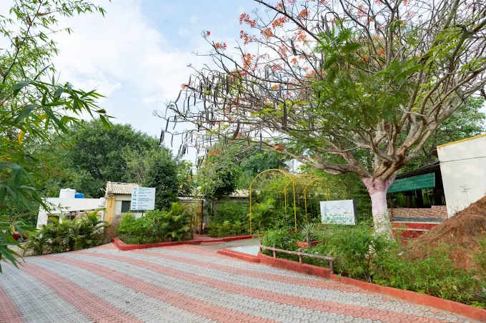 the whistling pine woods