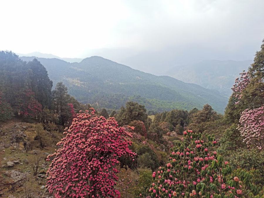 Amar Resort Chopta Tungnath,,3 star