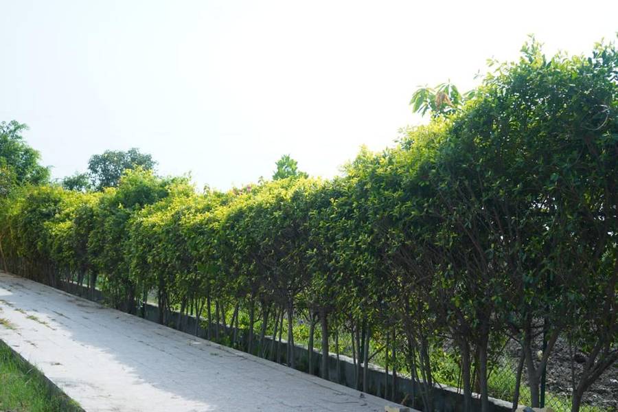 Samalia Agro Resort Vrindavan,Vrindavan,3 star