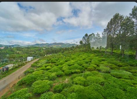 ooty