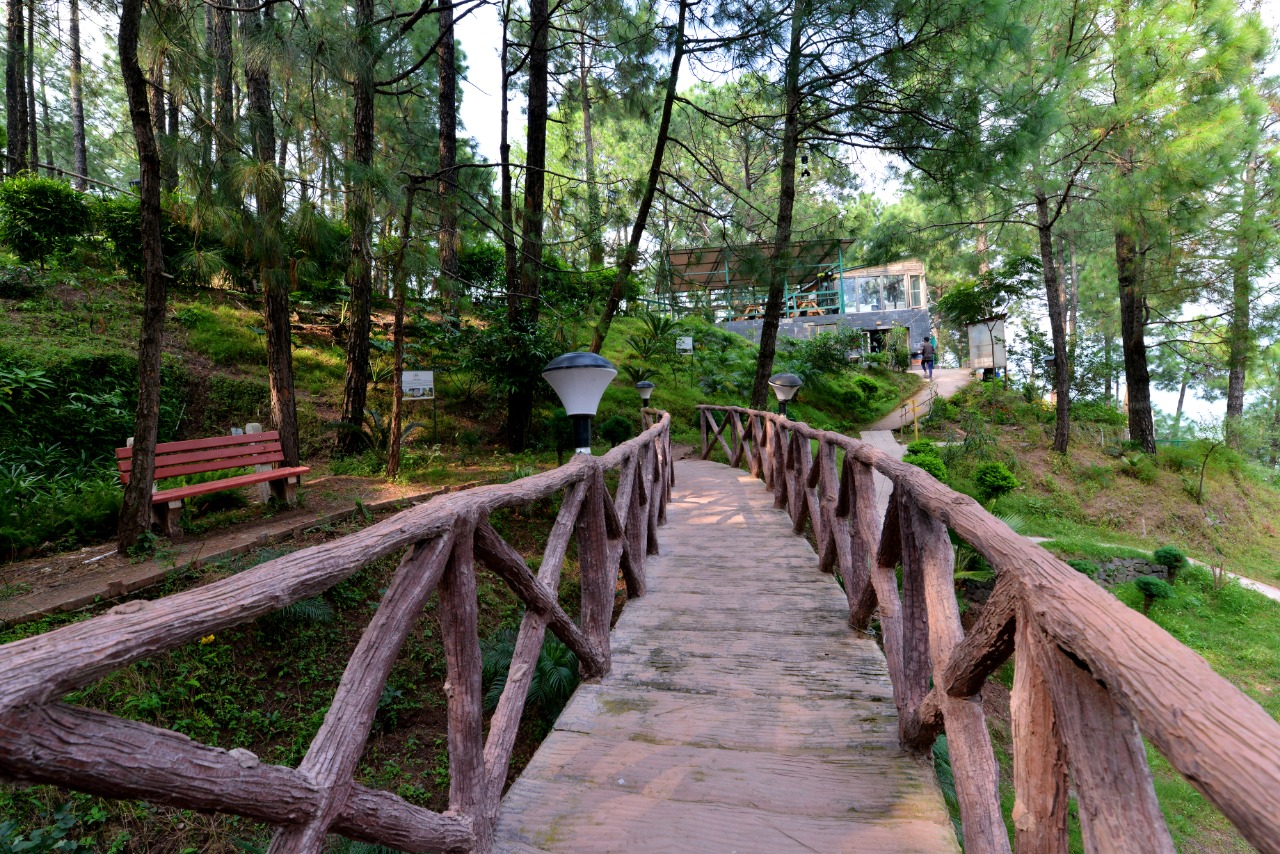 kasauli hills resort