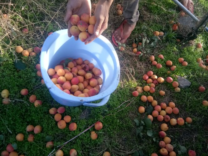 in apple estate kanatal