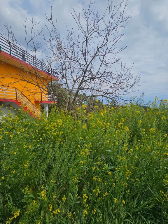 Mustard House - Travellers Homestay,,3 star